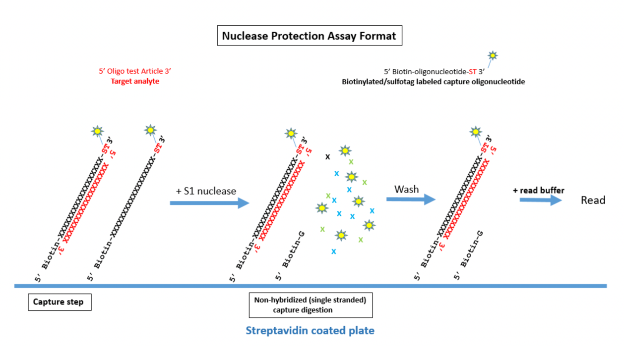 Nuclease Protection Illustration